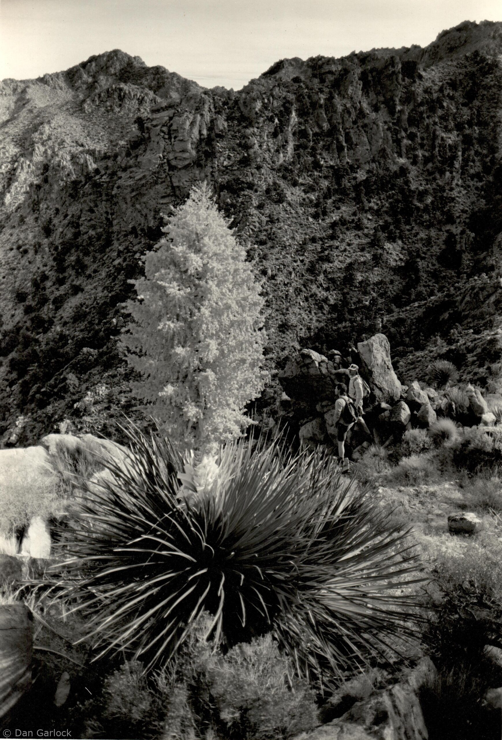 1989-12 Kingston Peak 1989-12 Kingston Peak